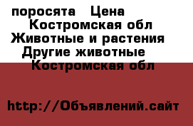 поросята › Цена ­ 3 000 - Костромская обл. Животные и растения » Другие животные   . Костромская обл.